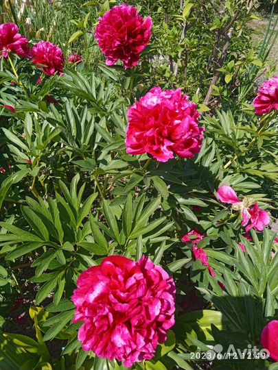 Корни пионов