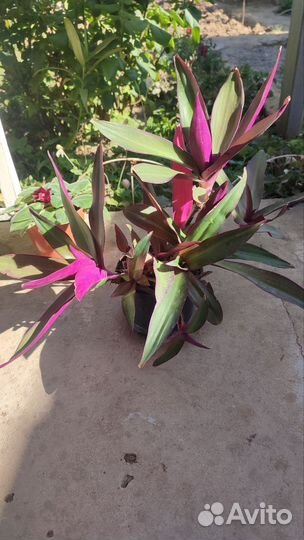 Цветы комнатные