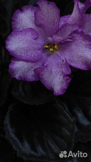 Цветущие фиалки