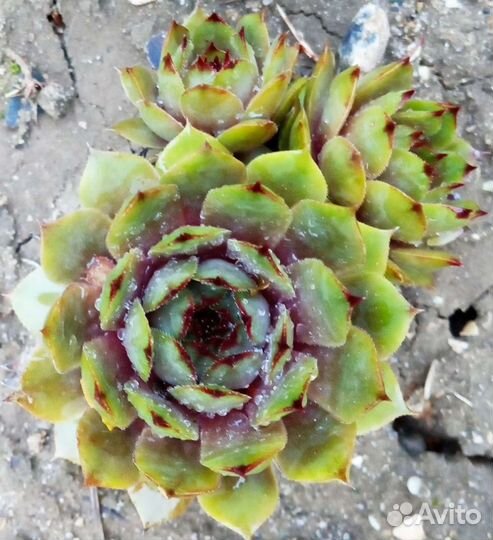 Каменные розы. Молодило