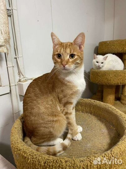 Рыжий молодой котик