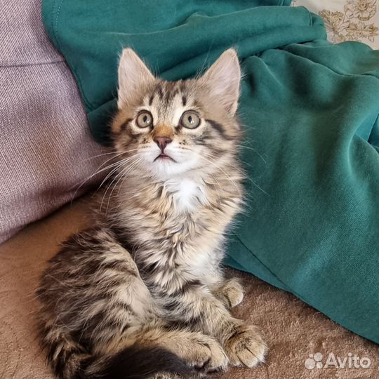 Котята в добрые руки бесплатно