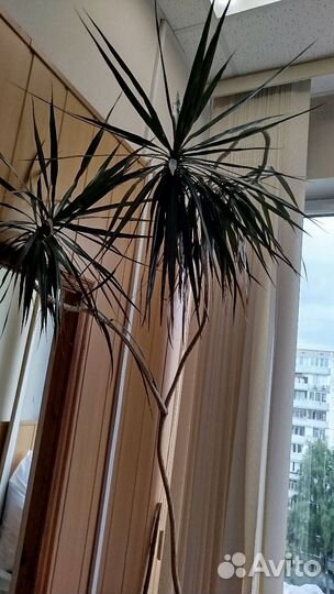 Пальма драцена