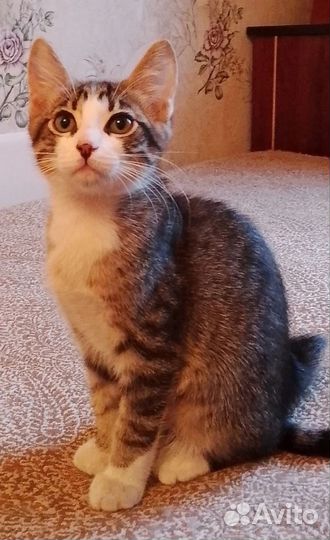 Котомальчики в теплые ручки