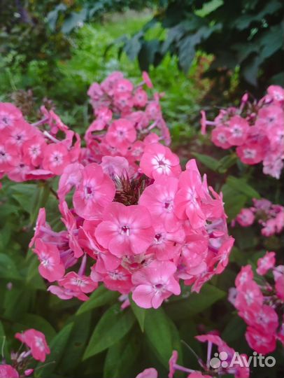 Флоксы многолетние сортовые