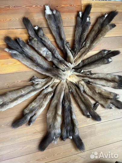 Шкуры соболя