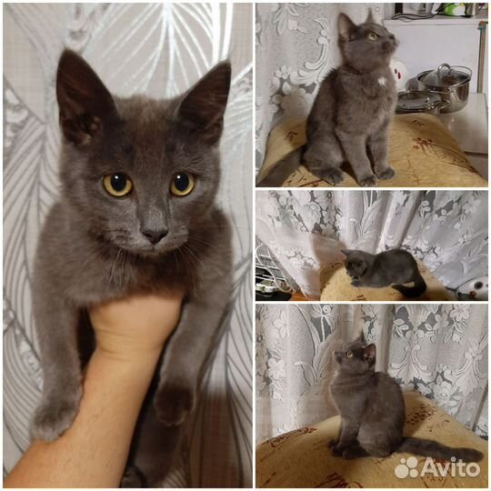 Котята мальчик и девочка