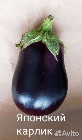 Семена баклажана