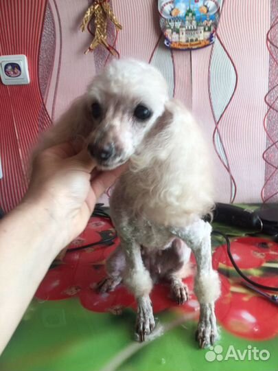 Стрижка кошек и собак