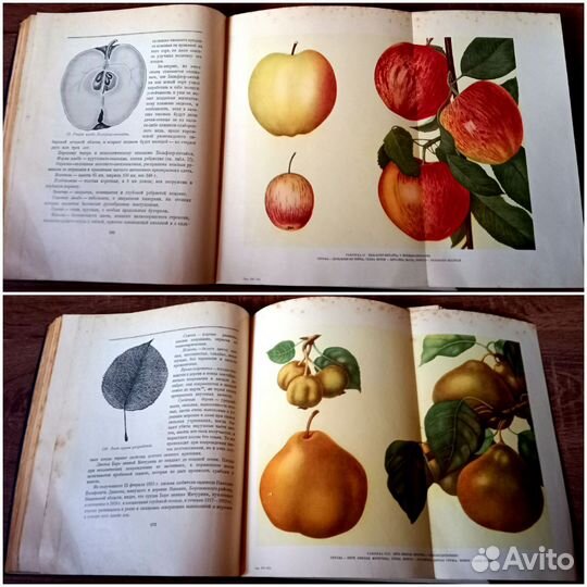 И. В. Мичурин