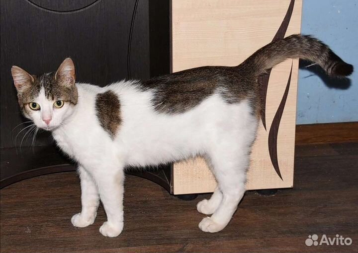 Котик в дар