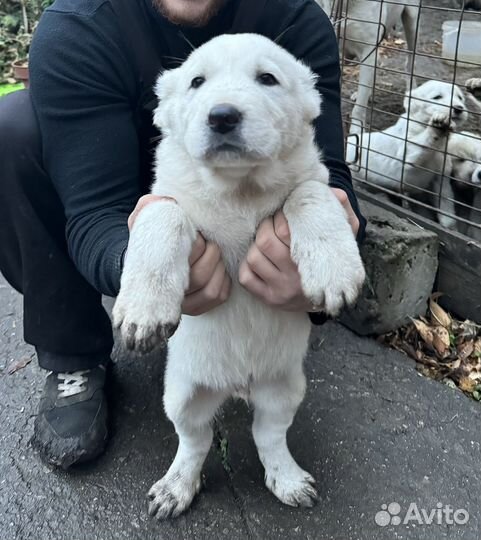 Алабай белый