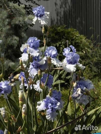 Ирис сортовой