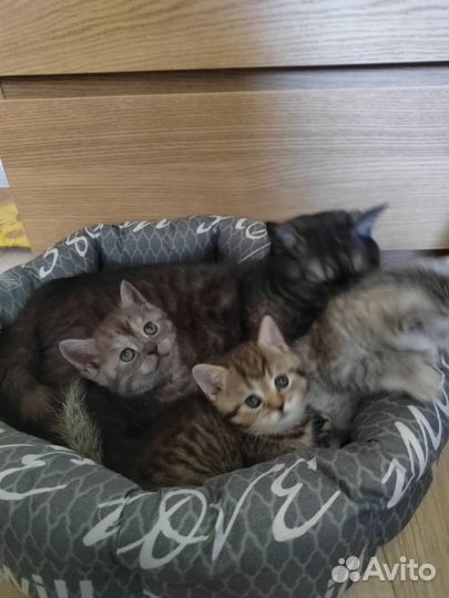 Британские котята