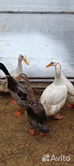 Яйца инкубационные и утки