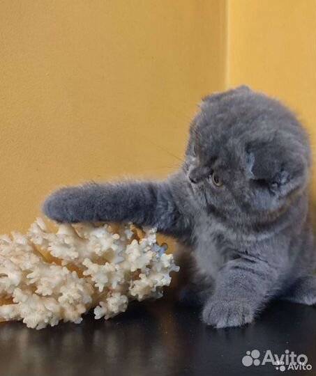 Голубые шотландские малыши и кот страйт для вязки