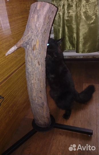 Когтеточка