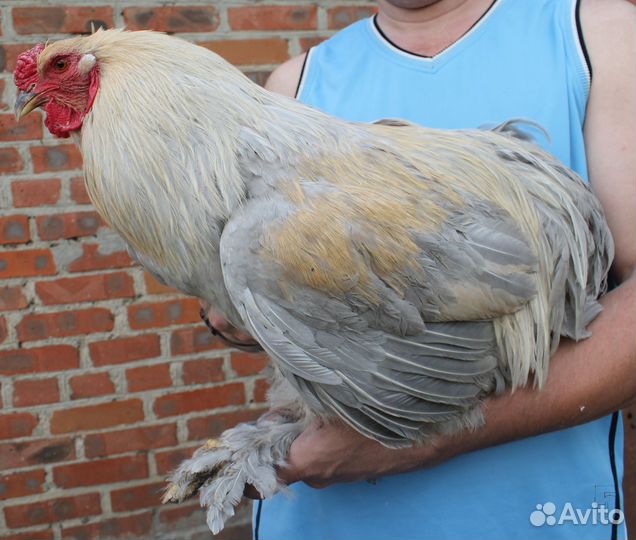 Молодые петушки Брама