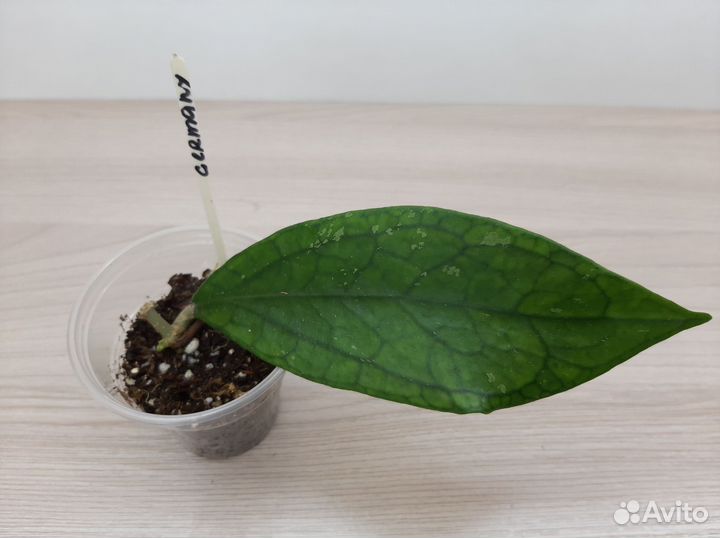 Хойи и Дисхидии