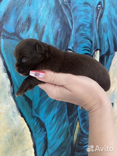 Супер мини чихуахуа