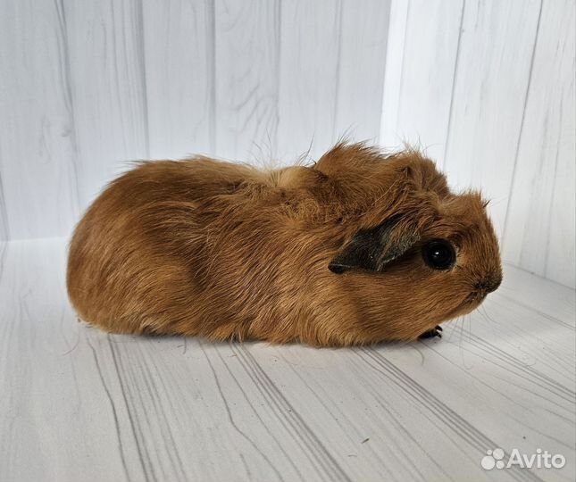 Морская свинка. Мальчик