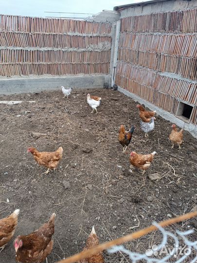 Куры молодки несушки домашние