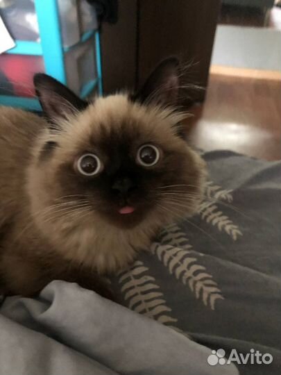 Кот мальчик