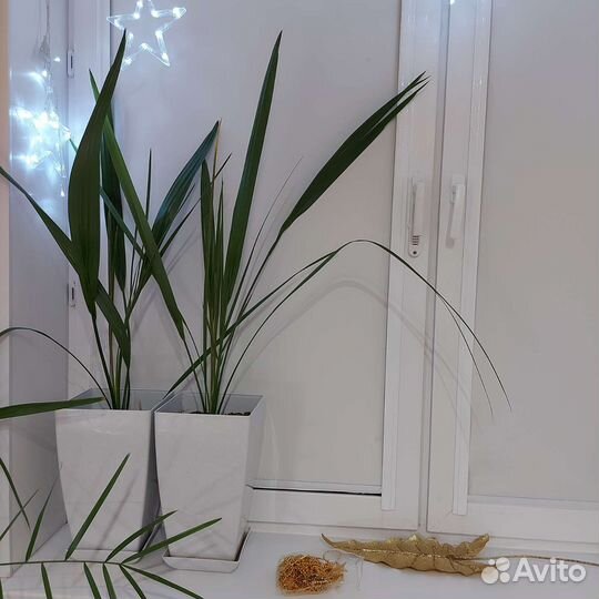 Пальма с горшком 1м20см, можно на подарок