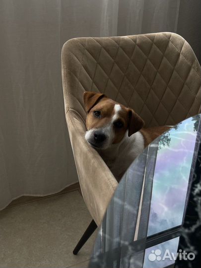 Джек Рассел терьер вязка