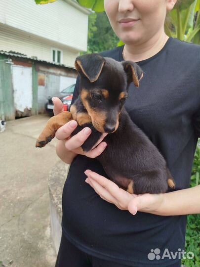 Щенок ягдтерьера собака в добрые руки