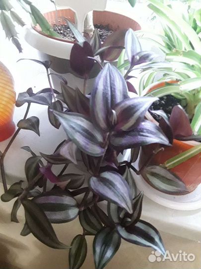 Комнатные растения