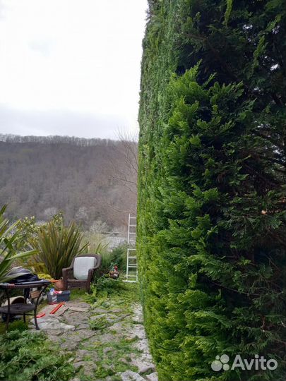 Стрижка живой изгороди. Обрезка деревьев