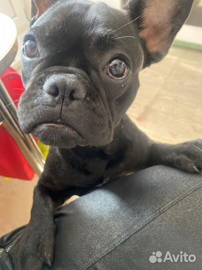 Французский бульдог девочка