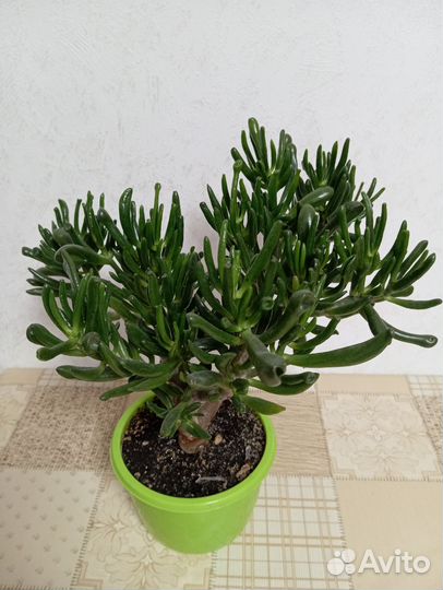 Толстянка красуля Хоббит