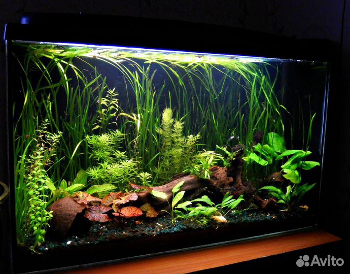 Чистка и обслуживание аквариумов