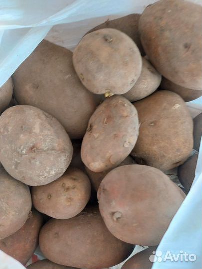 Продам картофель домашний