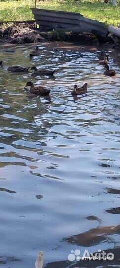 Утка кряковуха