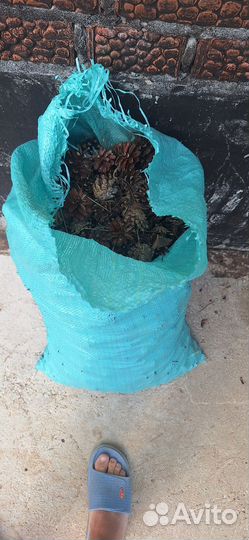 Шишки сосновые