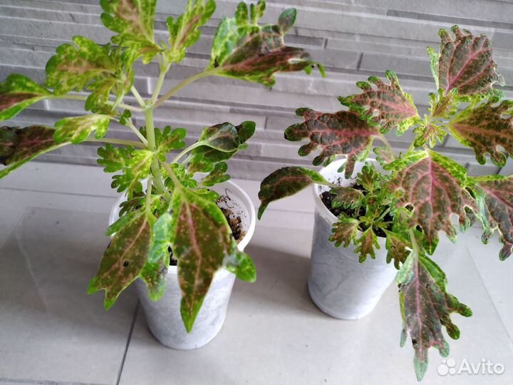 Колеусы вегетативные