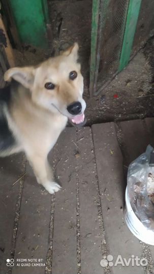 Молодая собака ищет дом