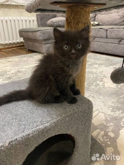 Котик в добрые руки