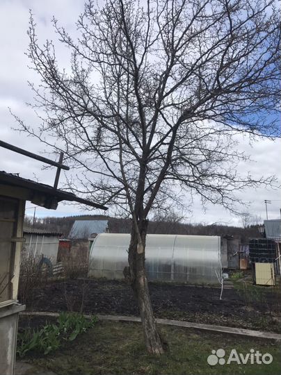 Саженцы боярышника