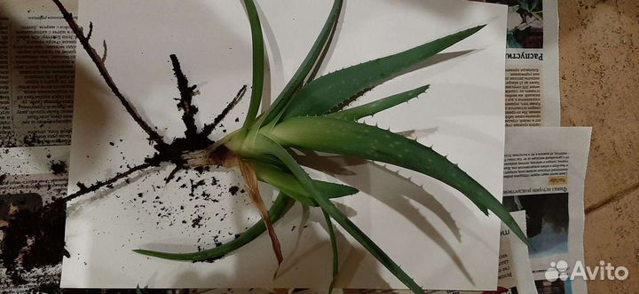 Алоэ или столетник и герань лечебная