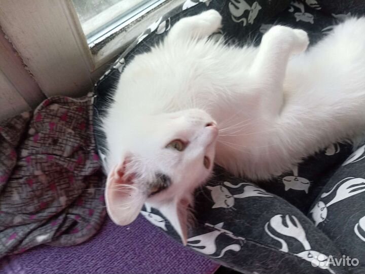 Кошка Марта