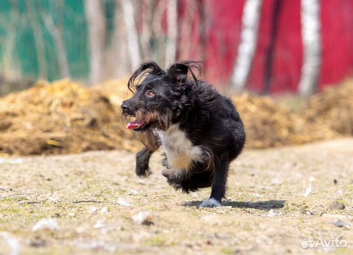 Собачка с двумя лапками