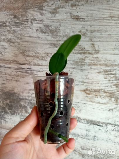 Орхидея фаленопсис мини