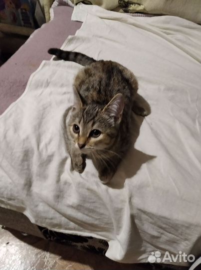 Шотландская вислоухая кошка и котята