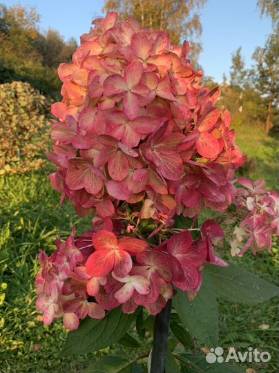 Гортензия bonfire бонфаер