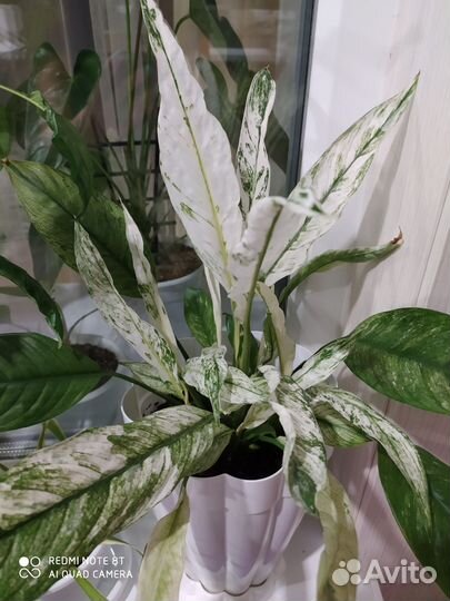 Спатифиллум Neo one