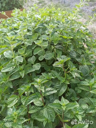 Мята саженцы и срез